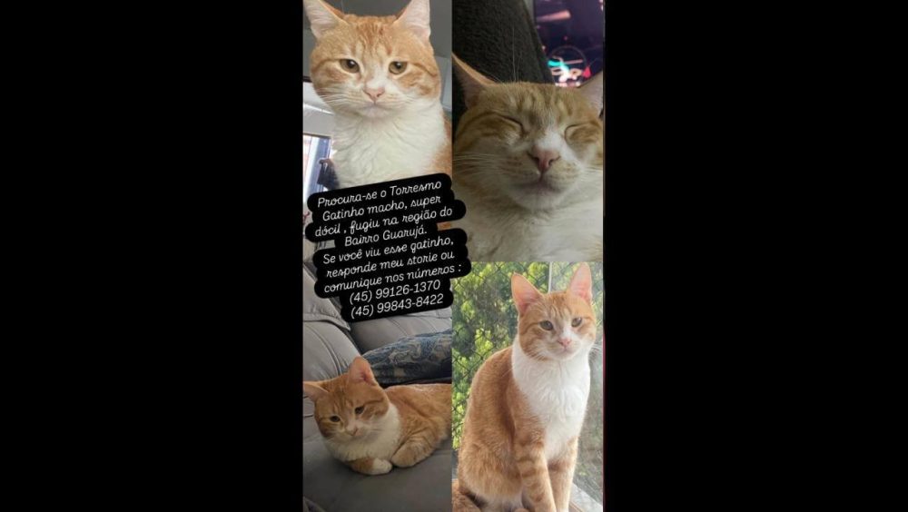 Gato Torresmo desapareceu no bairro Guarujá Imagem referente a Gato Torresmo desapareceu no bairro Guarujá
