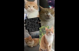 Gato Torresmo desapareceu no bairro Guarujá