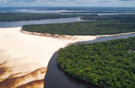 Dia de Proteção às Florestas lembra que a natureza ainda espera por atitudes, não apenas discursos