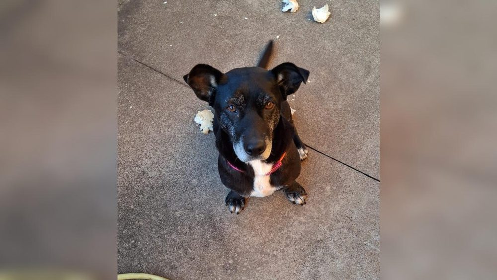 Cachorrinha encontrada na BR-277 é resgatada pela PRF em Cascavel Imagem referente a Cachorrinha encontrada na BR-277 é resgatada pela PRF em Cascavel