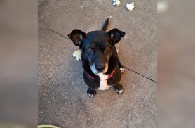Cachorrinha encontrada na BR-277 é resgatada pela PRF em Cascavel