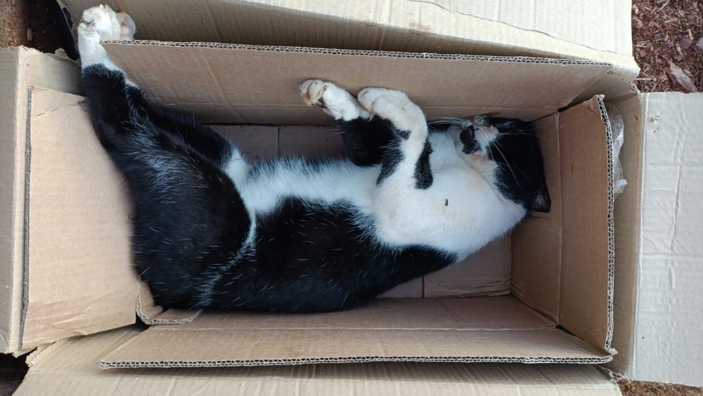 Moradora denuncia possível sequência de mortes de gatos em Cascavel Imagem referente a Moradora denuncia possível sequência de mortes de gatos em Cascavel