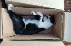Moradora denuncia possível sequência de mortes de gatos em Cascavel