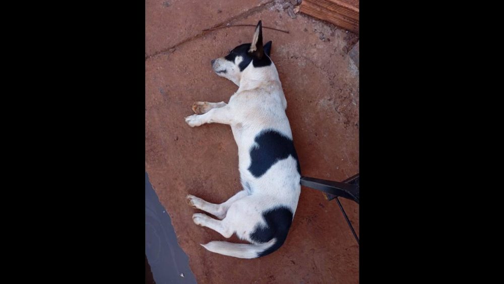 Cachorra é encontrada no bairro Cascavel Velho Imagem referente a Cachorra é encontrada no bairro Cascavel Velho