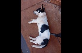 Cachorra é encontrada no bairro Cascavel Velho Cachorra é encontrada no bairro Cascavel Velho