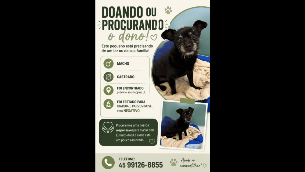 Cachorro é encontrado no bairro Centro Imagem referente a Cachorro é encontrado no bairro Centro