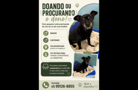Cachorro é encontrado no bairro Centro Cachorro é encontrado no bairro Centro
