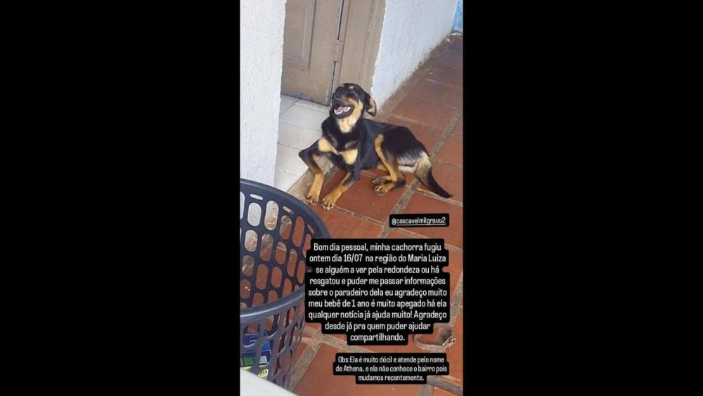 Cachorra Athena desapareceu no bairro Maria Luiza Imagem referente a Cachorra Athena desapareceu no bairro Maria Luiza