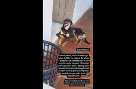 Cachorra Athena desapareceu no bairro Maria Luiza Cachorra Athena desapareceu no bairro Maria Luiza