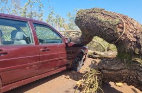 Quase uma tragédia: Árvore cai na BR-277, carro vai parar embaixo de tronco e via fica interditada Quase uma tragédia: Árvore cai na BR-277, carro vai parar embaixo de tronco e via fica interditada