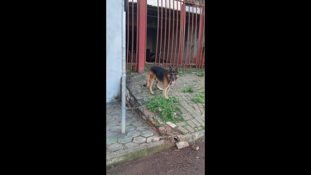 Cachorro é encontrado no bairro Santa Cruz Imagem referente a Cachorro é encontrado no bairro Santa Cruz