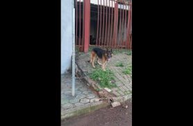 Cachorro é encontrado no bairro Santa Cruz Cachorro é encontrado no bairro Santa Cruz