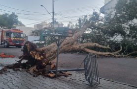 Ventos de mais de 60 km/h arrancam sibipiruna pela raiz e interditam rua na Neva