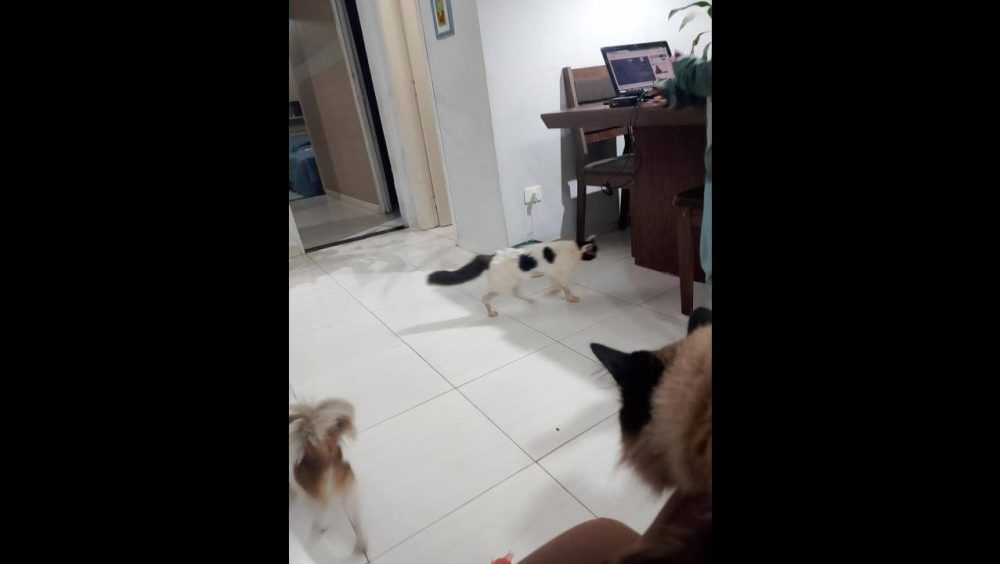 Gato Bolinha desapareceu no bairro Morumbi Imagem referente a Gato Bolinha desapareceu no bairro Morumbi