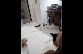 Gato Bolinha desapareceu no bairro Morumbi Gato Bolinha desapareceu no bairro Morumbi