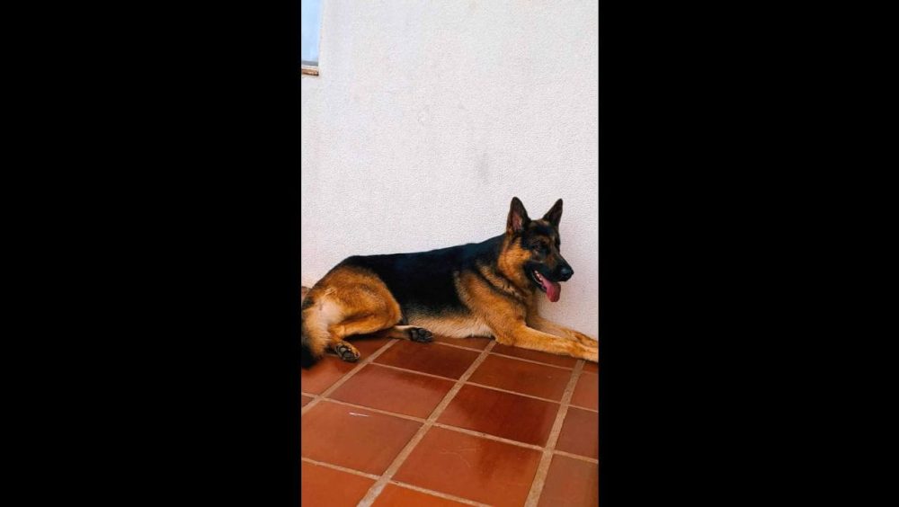 Cachorro Thor desapareceu no bairro Esmeralda Imagem referente a Cachorro Thor desapareceu no bairro Esmeralda