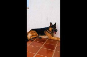 Cachorro Thor desapareceu no bairro Esmeralda Cachorro Thor desapareceu no bairro Esmeralda