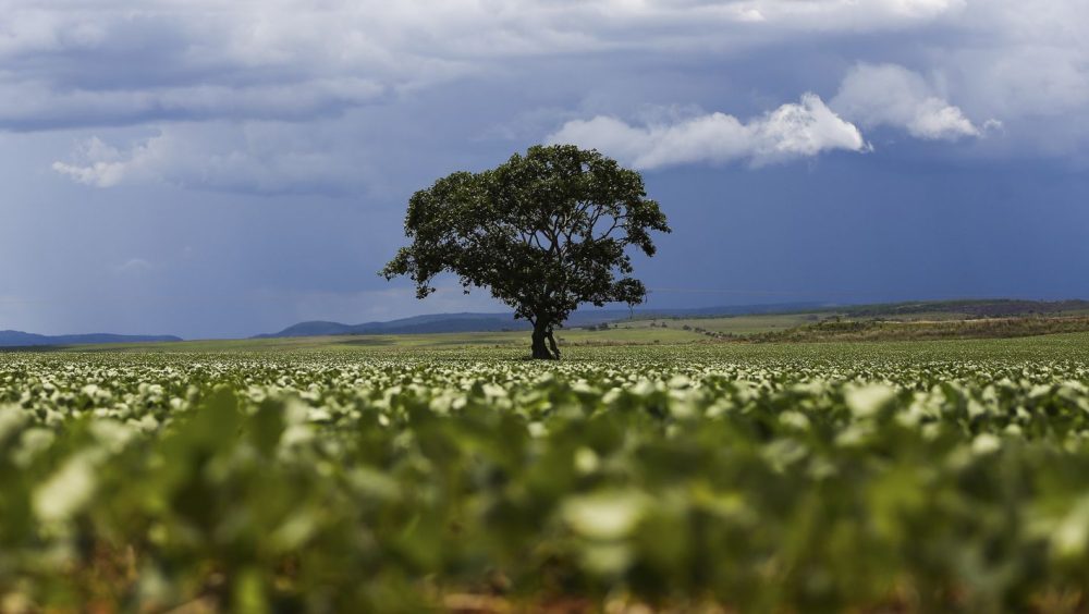 Crédito rural financiou R$ 92,4 bi em áreas com alertas ambientais Imagem referente a Crédito rural financiou R$ 92,4 bi em áreas com alertas ambientais