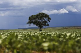 Crédito rural financiou R$ 92,4 bi em áreas com alertas ambientais Crédito rural financiou R$ 92,4 bi em áreas com alertas ambientais