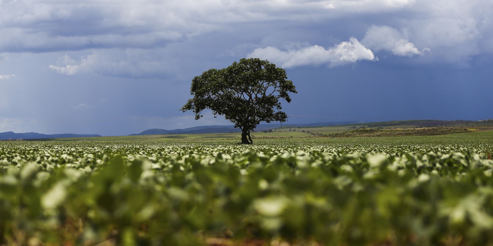 Imagem referente a Crédito rural financiou R$ 92,4 bi em áreas com alertas ambientais