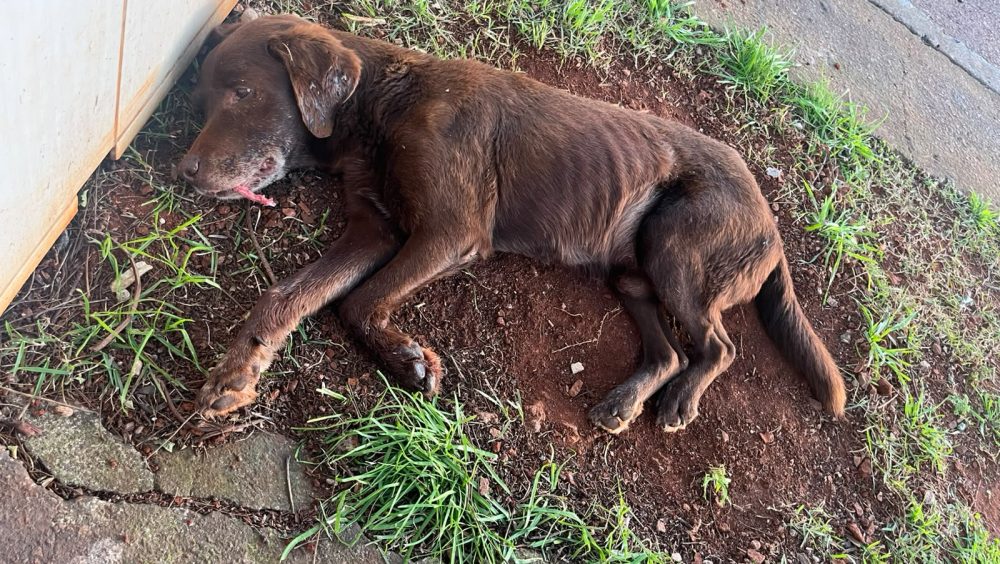 Após ser resgatado de bueiro pelos bombeiros, cachorro é atropelado e fica em estado grave Imagem referente a Após ser resgatado de bueiro pelos bombeiros, cachorro é atropelado e fica em estado grave