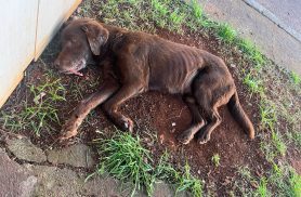 Após ser resgatado de bueiro pelos bombeiros, cachorro é atropelado e fica em estado grave
