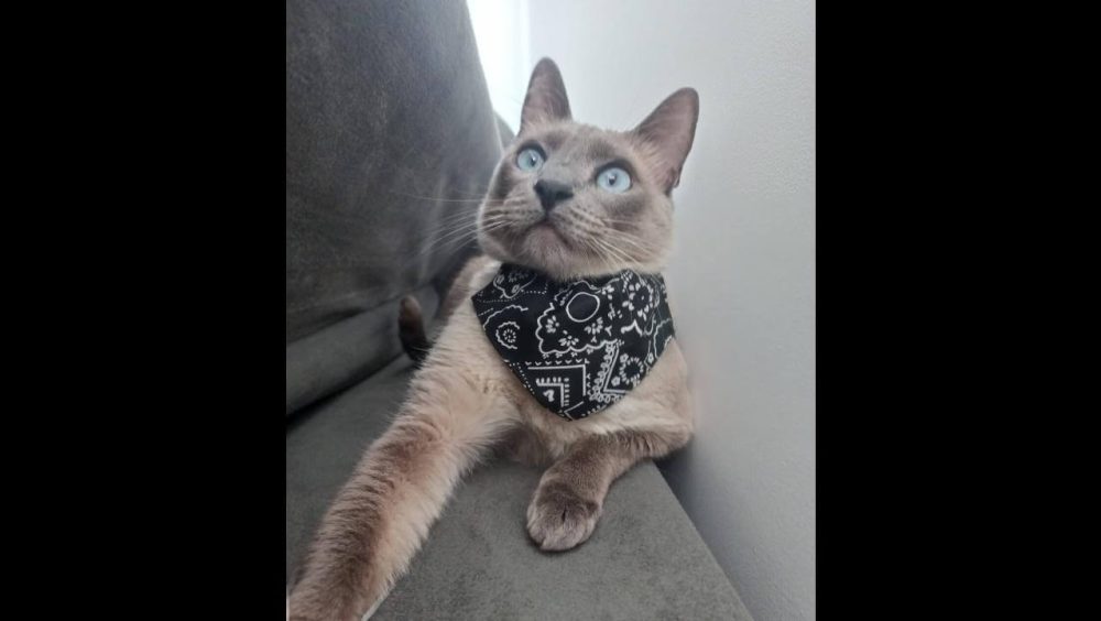 Gato Pipoca desapareceu no bairro Interlagos Imagem referente a Gato Pipoca desapareceu no bairro Interlagos