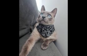 Gato Pipoca desapareceu no bairro Interlagos Gato Pipoca desapareceu no bairro Interlagos