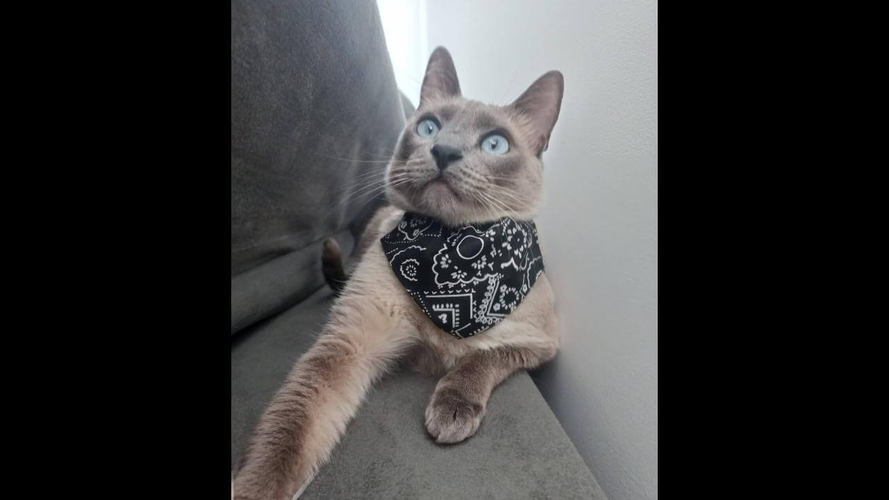 Gato Pipoca desapareceu no bairro Interlagos Imagem referente a Gato Pipoca desapareceu no bairro Interlagos
