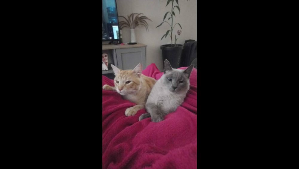 Gato Pipoca e pudim desapareceu no bairro Barcelona Imagem referente a Gato Pipoca e pudim desapareceu no bairro Barcelona