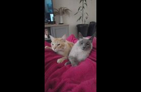 Gato Pipoca e pudim desapareceu no bairro Barcelona Gato Pipoca e pudim desapareceu no bairro Barcelona