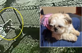 Fuga: câmera flagra Malu saindo por grade enquanto família estava em velório Fuga: câmera flagra Malu saindo por grade enquanto família estava em velório