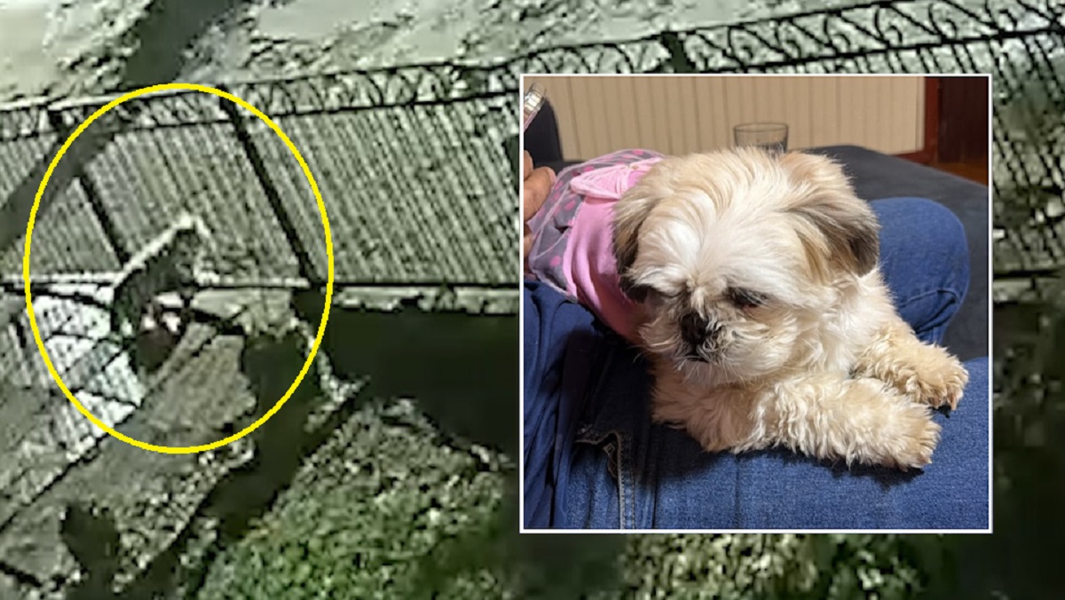 Fuga: câmera flagra Malu saindo por grade enquanto família estava em velório