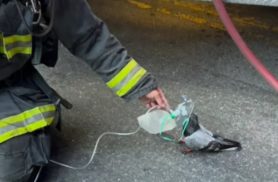 Pombo recebe oxigênio de bombeiros após inalar fumaça de incêndio em carro; veja vídeo Pombo recebe oxigênio de bombeiros após inalar fumaça de incêndio em carro; veja vídeo