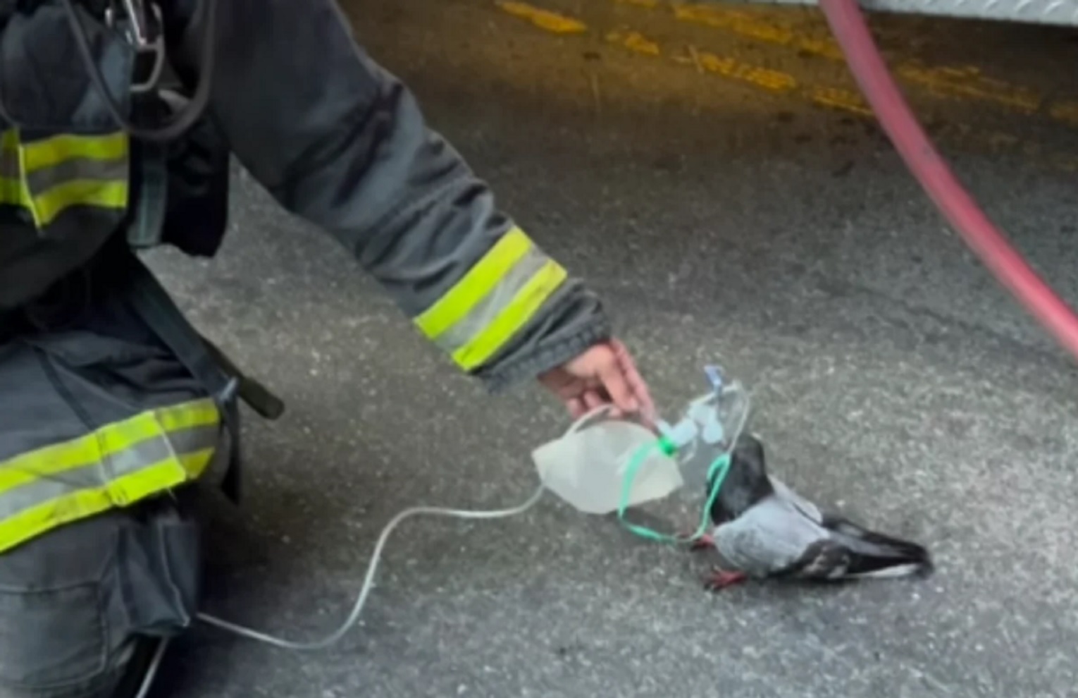 Pombo recebe oxigênio de bombeiros após inalar fumaça de incêndio em carro; veja vídeo