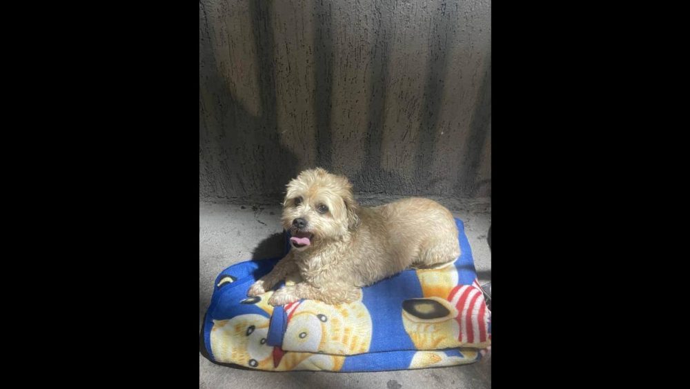 Cachorra é encontrada no bairro Coqueiral Imagem referente a Cachorra é encontrada no bairro Coqueiral