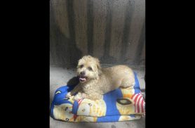 Cachorra é encontrada no bairro Coqueiral Cachorra é encontrada no bairro Coqueiral