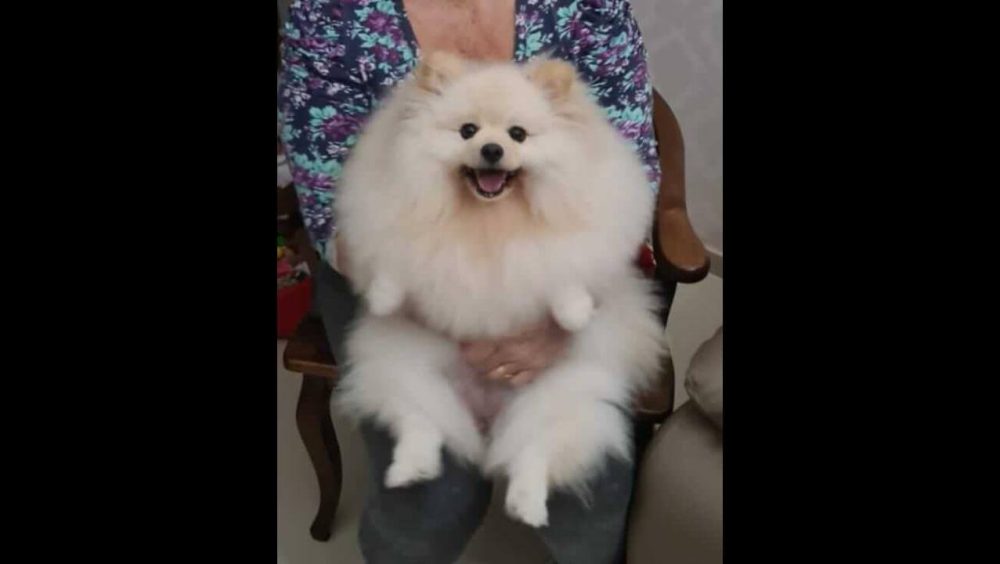 Cachorra Mel desapareceu no bairro Canadá Imagem referente a Cachorra Mel desapareceu no bairro Canadá