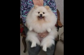 Cachorra Mel desapareceu no bairro Canadá Cachorra Mel desapareceu no bairro Canadá