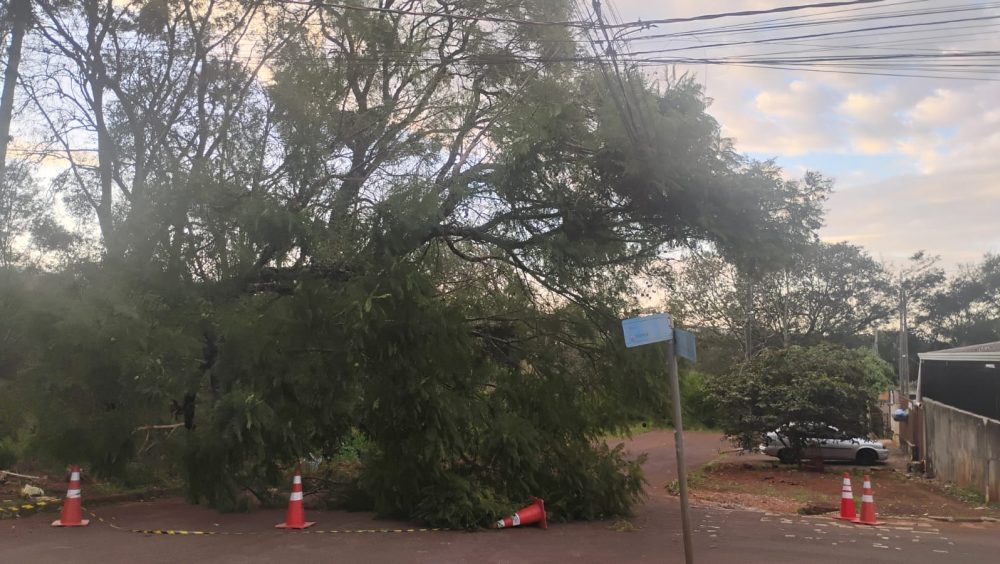 Moradores de Cascavel pedem remoção urgente de árvore caída sobre rede elétrica na Rua Panamá Imagem referente a Moradores de Cascavel pedem remoção urgente de árvore caída sobre rede elétrica na Rua Panamá