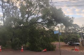 Moradores de Cascavel pedem remoção urgente de árvore caída sobre rede elétrica na Rua Panamá
