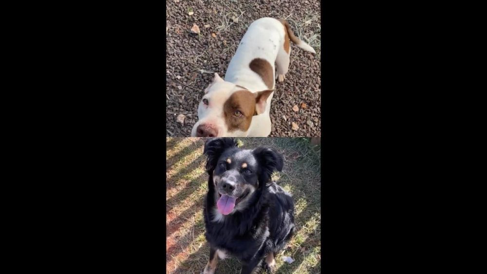 Cachorras Pietra e Menina desapareceram no bairro 14 de Novembro Imagem referente a Cachorras Pietra e Menina desapareceram no bairro 14 de Novembro