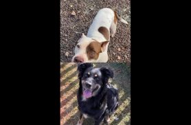 Cachorras Pietra e Menina desapareceram no bairro 14 de Novembro Cachorras Pietra e Menina desapareceram no bairro 14 de Novembro
