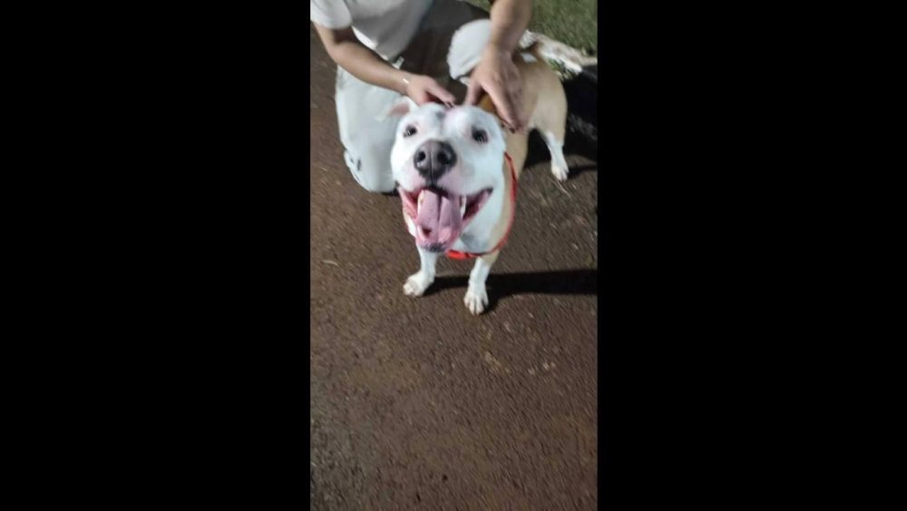 Cachorro é encontrado no bairro Região do Lago Imagem referente a Cachorro é encontrado no bairro Região do Lago