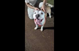 Cachorro é encontrado no bairro Região do Lago Cachorro é encontrado no bairro Região do Lago