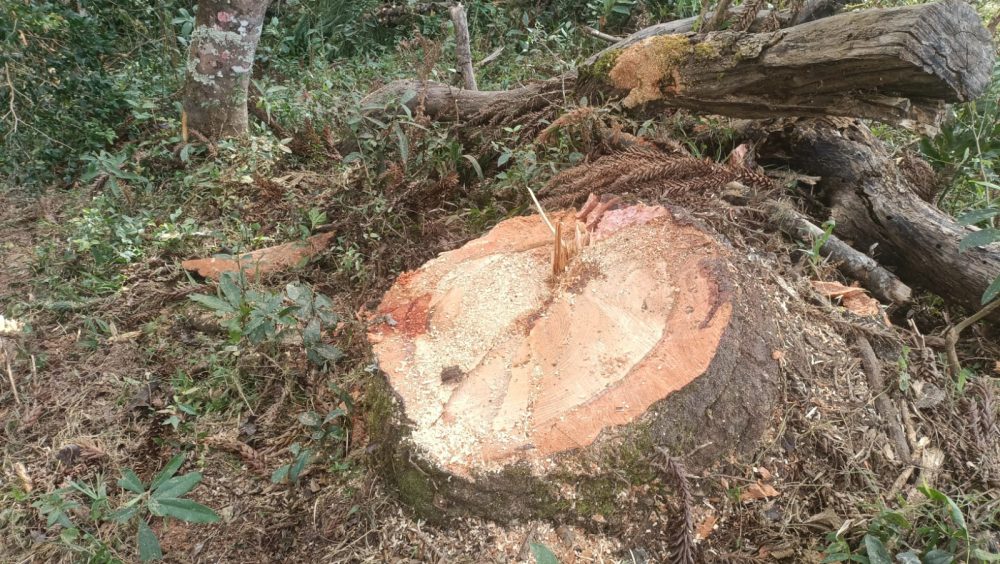 PM Ambiental aplica multa de R$ 3,5 mil por corte irregular de araucárias Imagem referente a PM Ambiental aplica multa de R$ 3,5 mil por corte irregular de araucárias