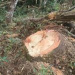 PM Ambiental aplica multa de R$ 3,5 mil por corte irregular de araucárias Imagem relativa a PM Ambiental aplica multa de R$ 3,5 mil por corte irregular de araucárias