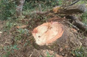 PM Ambiental aplica multa de R$ 3,5 mil por corte irregular de araucárias