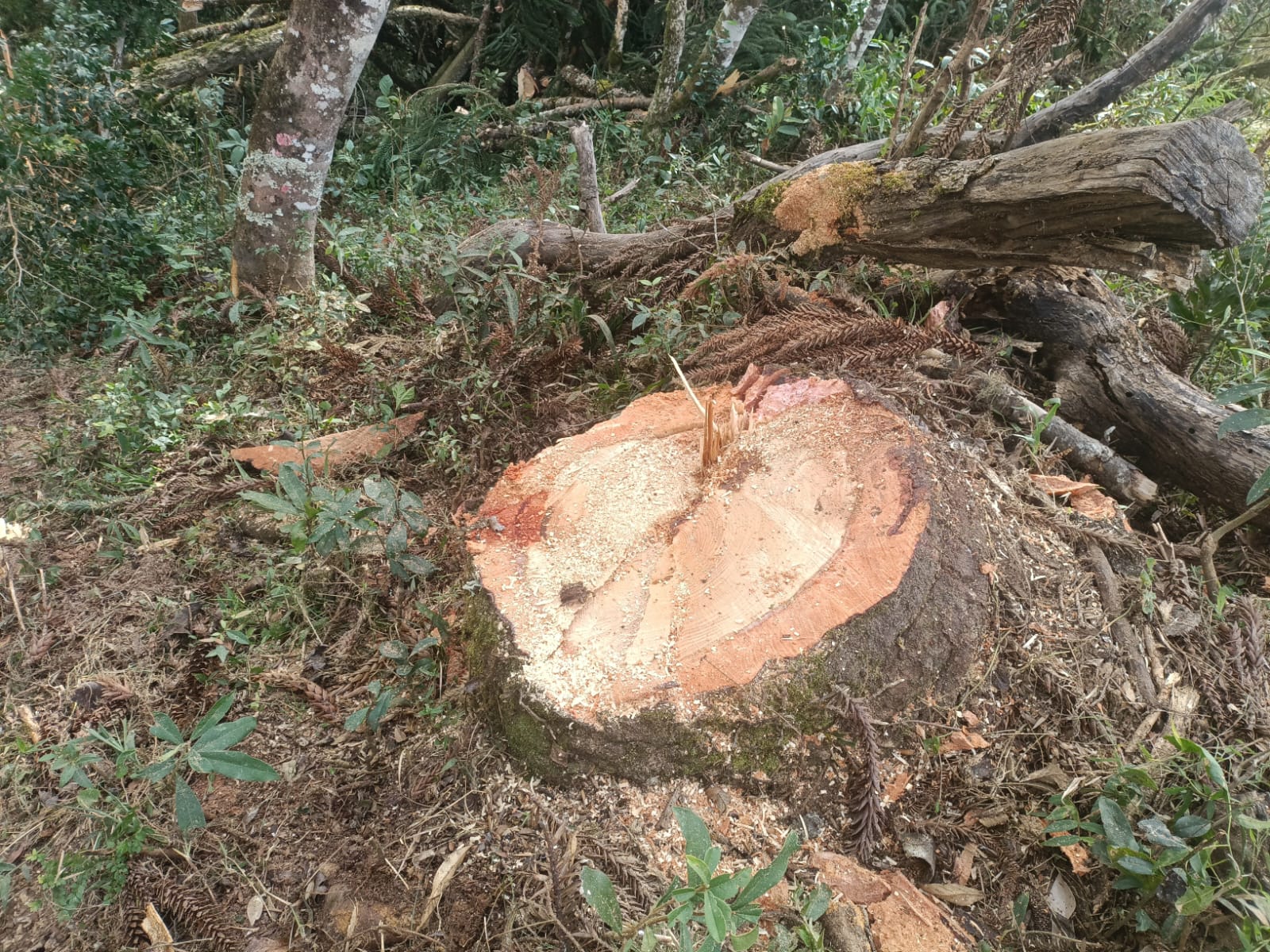 Imagem referente a PM Ambiental aplica multa de R$ 3,5 mil por corte irregular de araucárias