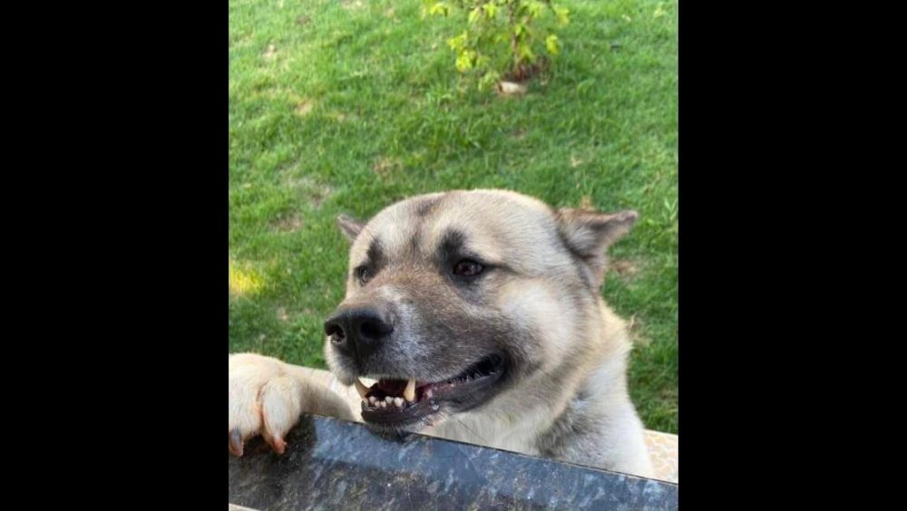 Cachorro Zeus desapareceu no bairro Cancelli Imagem referente a Cachorro Zeus desapareceu no bairro Cancelli